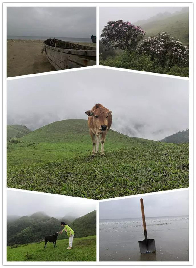 5月1日，陽(yáng)西藍(lán)袍藍(lán)看海，陽(yáng)春雞籠頂?shù)巧劫p高山杜鵑